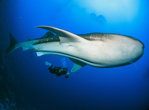 respecter le requin baleine
