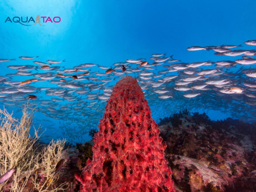 Scuba diving in Koh Tao with AquaTao