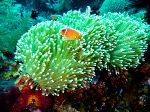 Pink clownfish in a green anemone on the reef