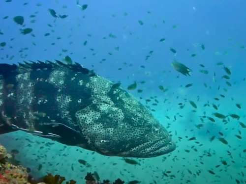 Giant grouper swimming among a school of fish