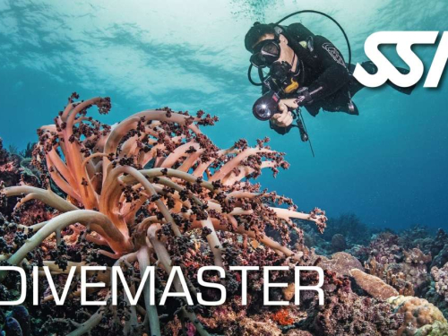 Encadrement professionnel Divemaster Koh Tao