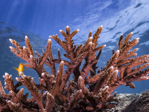 Small yellow fish near a staghorn coral