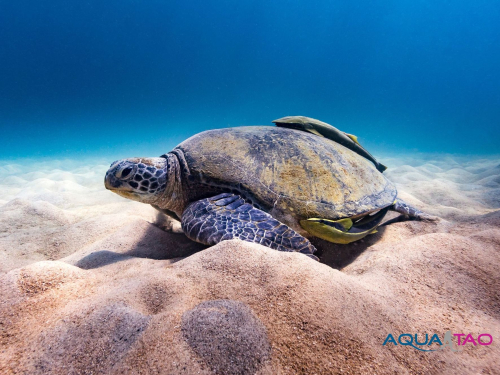Sea turtle and remoras on the sand, AquaTao logo