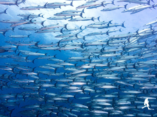Huge school of barracudas, AquaTao silhouette