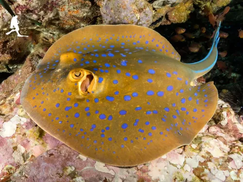 Blue-spotted stingray on the reef, AquaTao silhouette