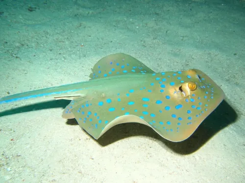 Blue-spotted stingray on the sand