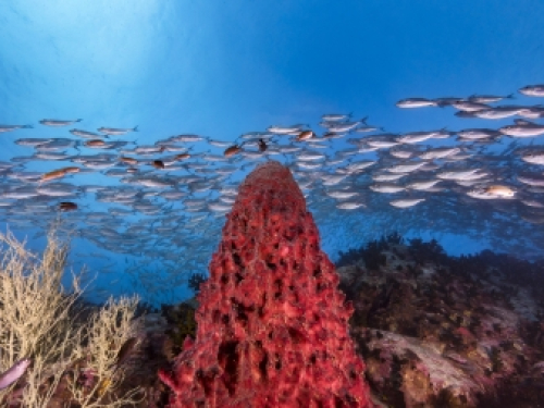 Red tube sponge and school of fish on the reef
