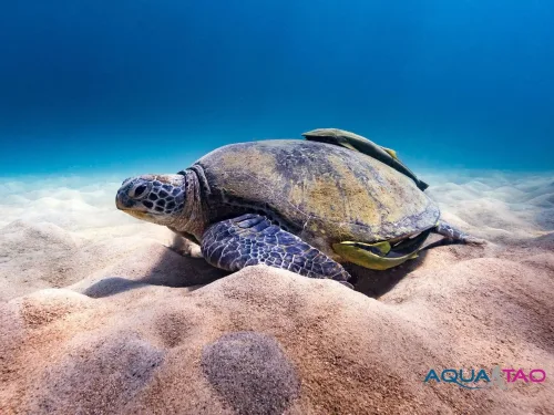 Sea turtle and remoras on the sand, AquaTao logo