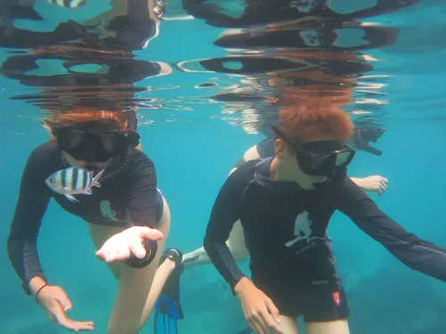 Snorkelers with sergeant major fish