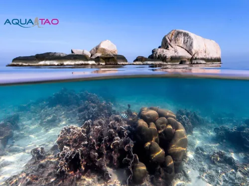 Split shot (over/under) — rocks and coral reef