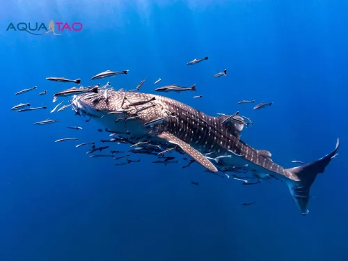 Whale shark surrounded by fish, AquaTao logo