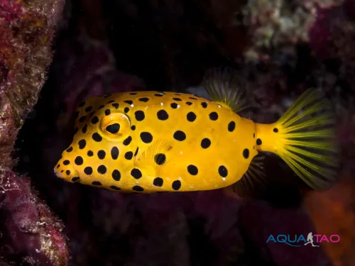 Yellow boxfish with black spots on the reef