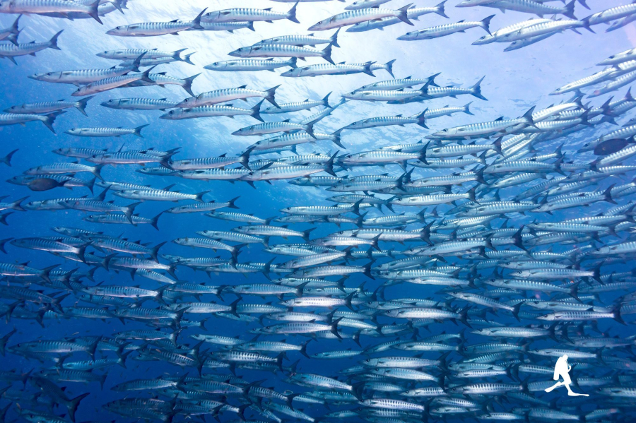 Huge school of barracudas, AquaTao silhouette