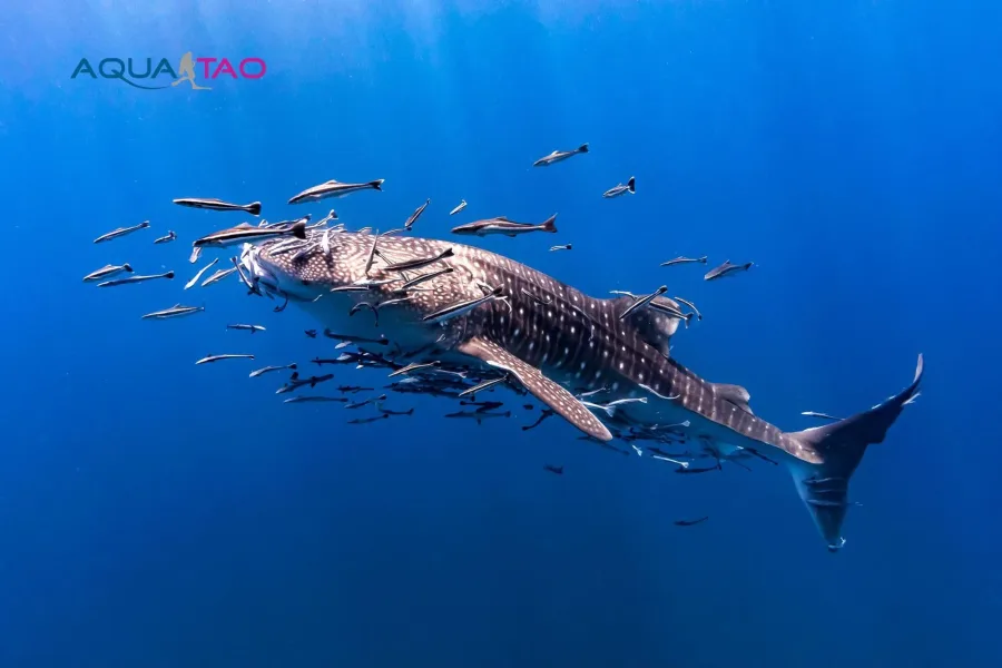 Whale shark surrounded by fish, AquaTao logo